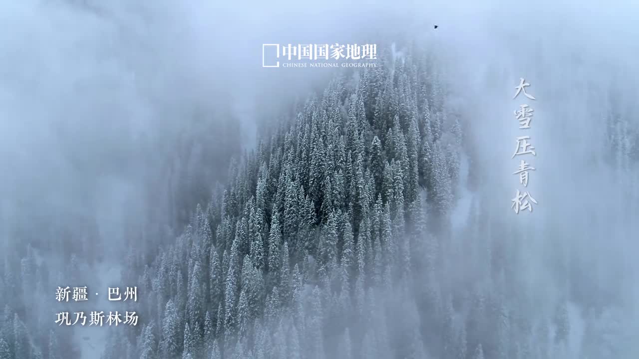 今逢大雪共赏雪满人间大雪压青松青松挺且直大雪覆盖掉了一切繁杂日子变得简单而又纯粹把注意力回归到当下去感知冬日的清丽静美吧