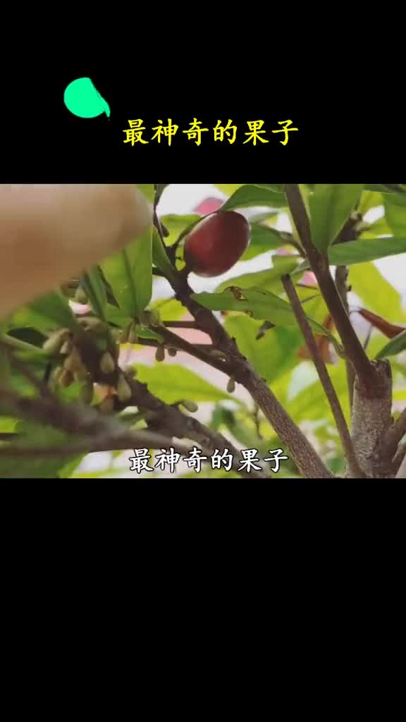 能让你吃什么都是甜的果子就连喝水都是甜的