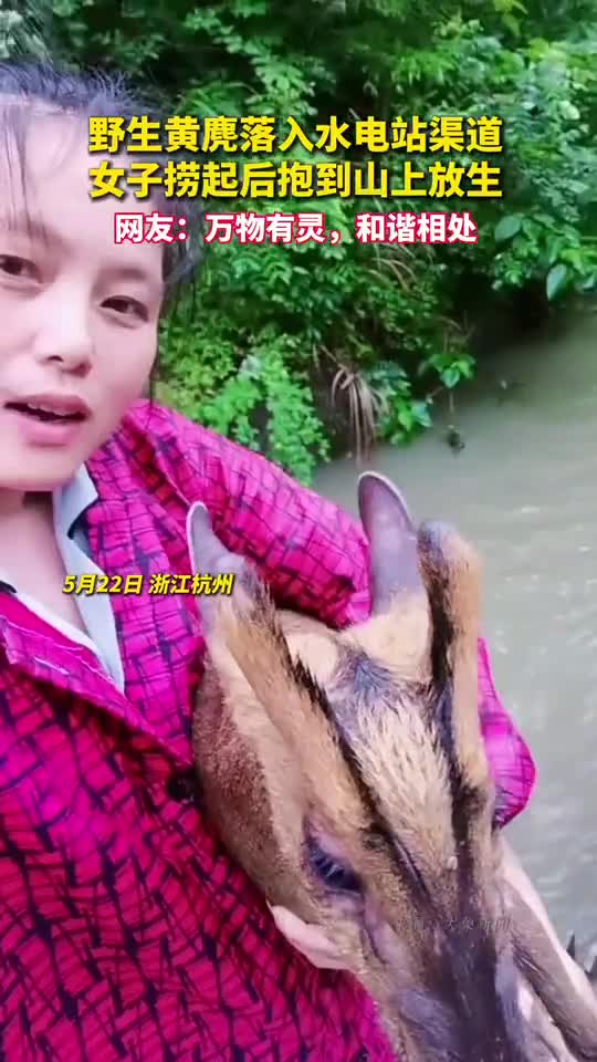 野生黄麂落入水电站渠道女子捞起后抱到山上放生网友万物有灵和谐相处