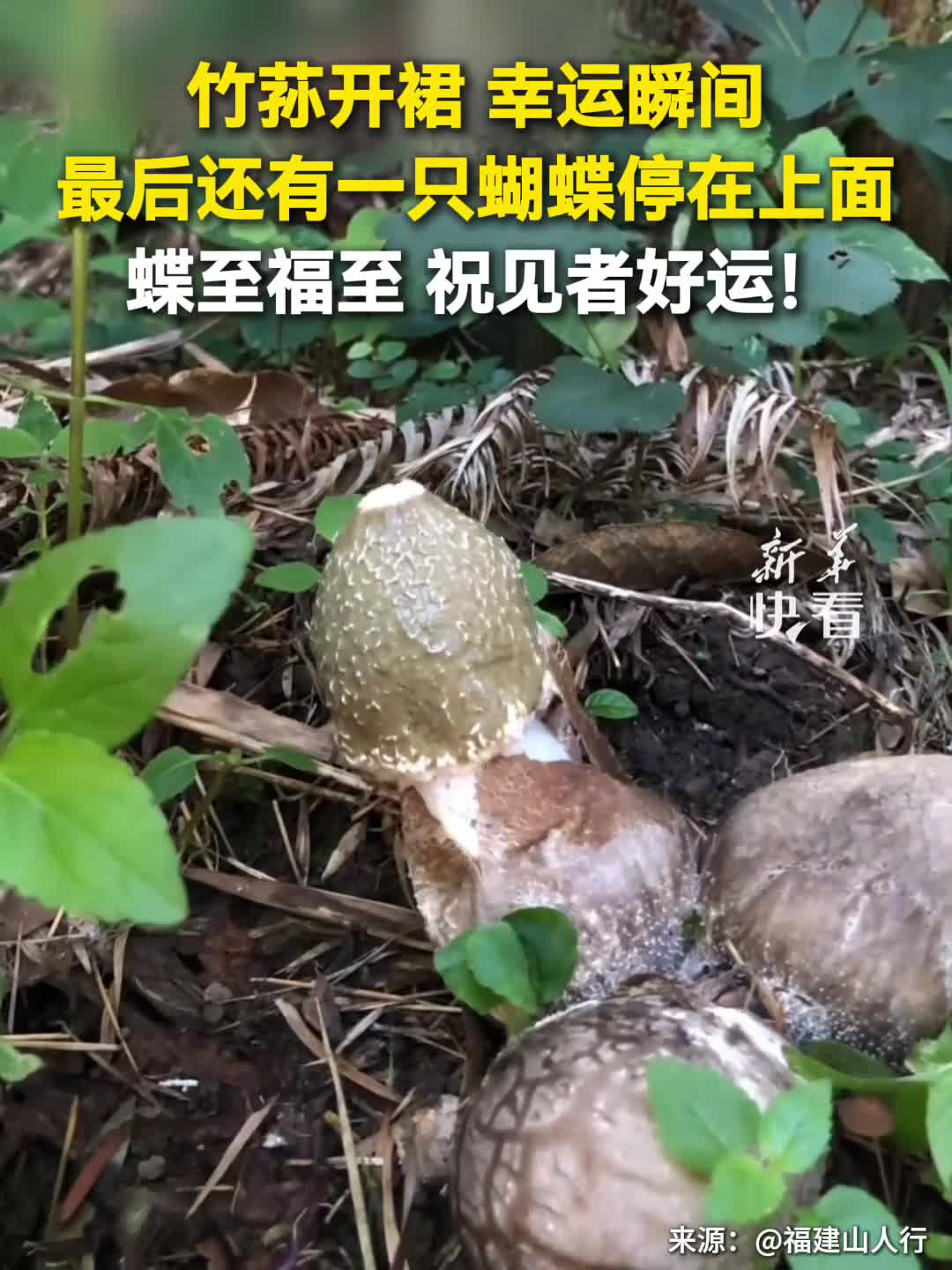 蝶至福至祝见者好运看竹荪开裙幸运瞬间最后还有一只蝴蝶飞来停在上面