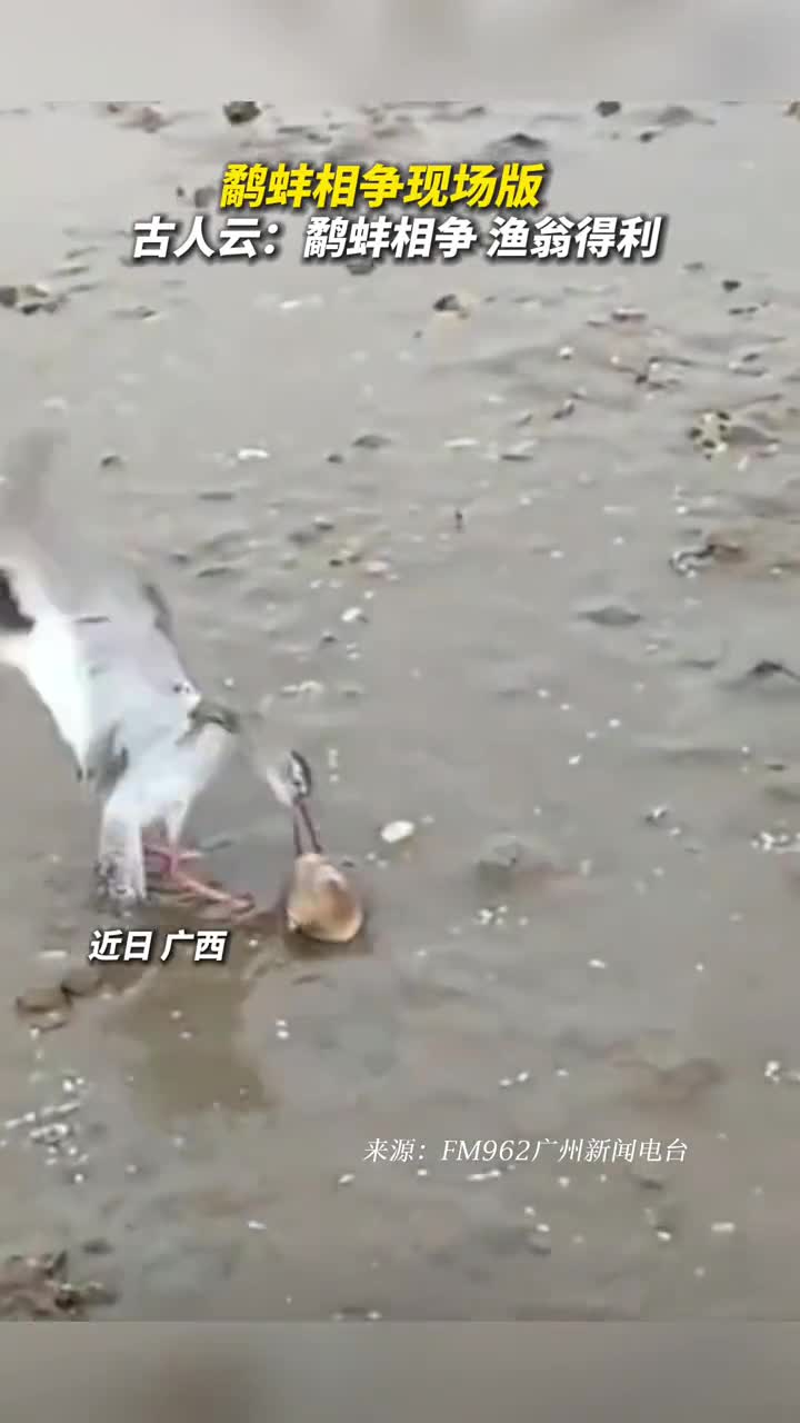 鹬蚌相争现场版古人云鹬蚌相争渔翁得利