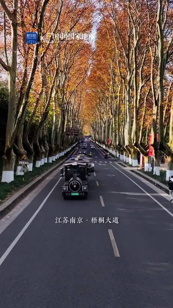 南京最美的梧桐大道环绕在紫金山下的梧桐大道宛如一条时光长廊连接着历史与现在