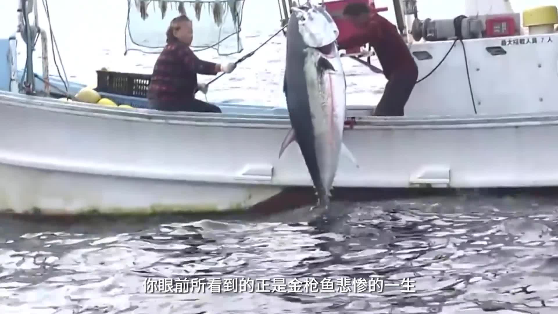 金枪鱼是如何变成鱼油的带你看它悲惨的一生