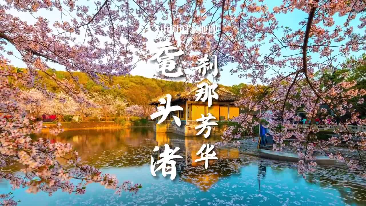 不负韶华不负卿樱花之美从盛开时的绚烂到凋零时的浪漫是一场生命流动的诉说这里不是日本而是江苏无锡的