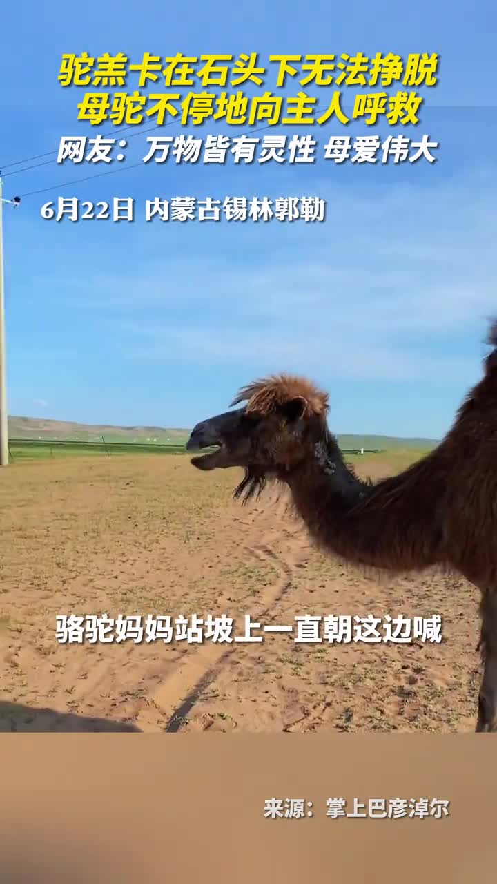 驼羔卡在石头下无法挣脱母驼不停地向主人呼救网友万物皆有灵性母爱伟大