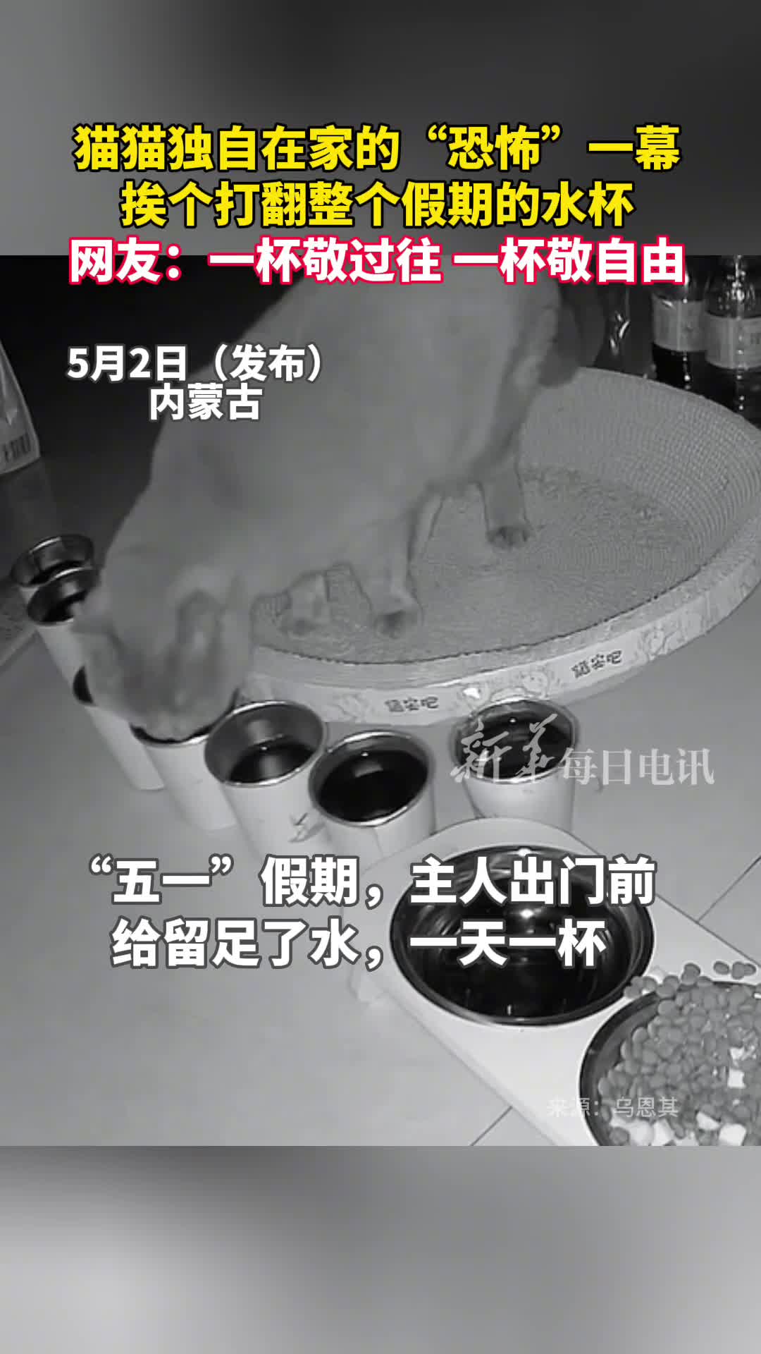 猫猫独自在家的恐怖一幕假期还剩5天水霍霍完了网友一杯敬过往一杯敬自由