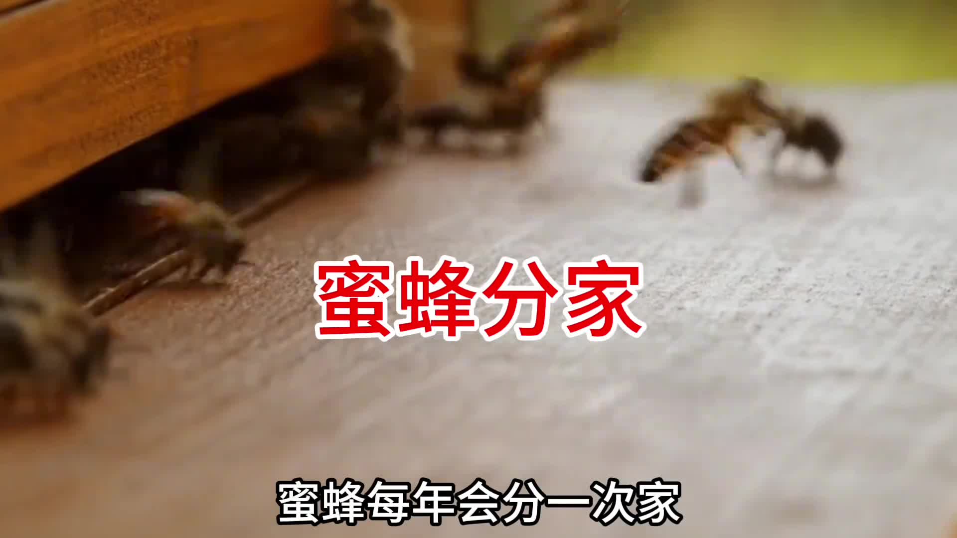蜜蜂分家