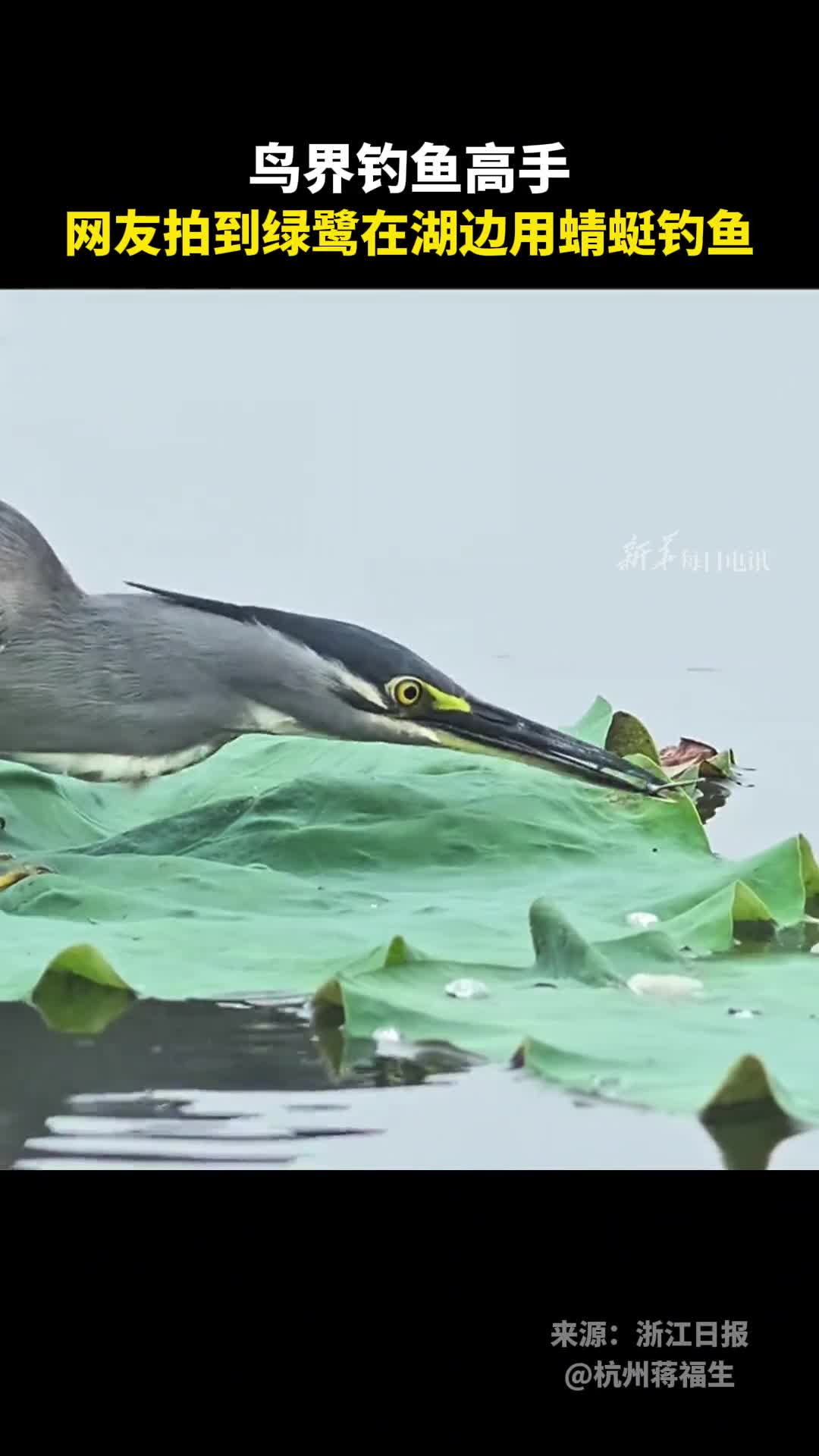 鸟界钓鱼高手网友拍到绿鹭在湖边用蜻蜓钓鱼