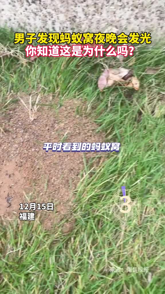 男子发现蚂蚁窝夜晚会发光你知道这是为什么吗