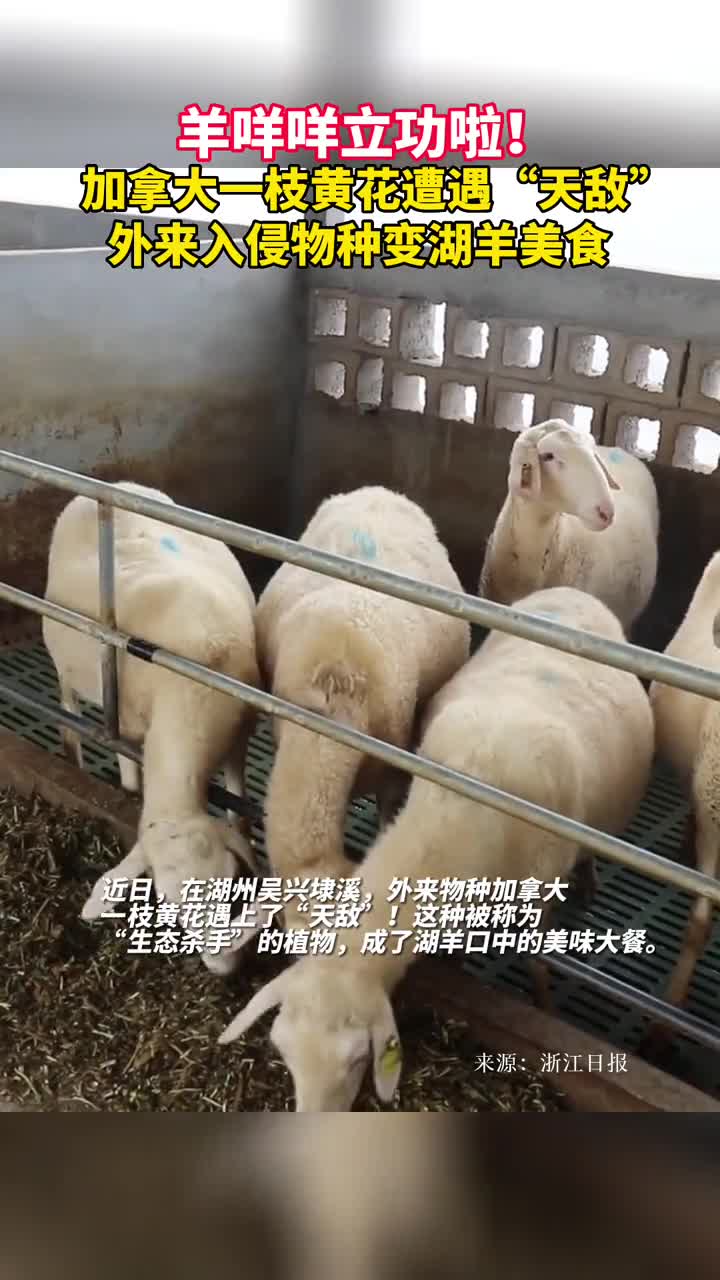 羊咩咩立功啦加拿大一枝黄花遭遇天敌外来入侵物种变湖羊美食