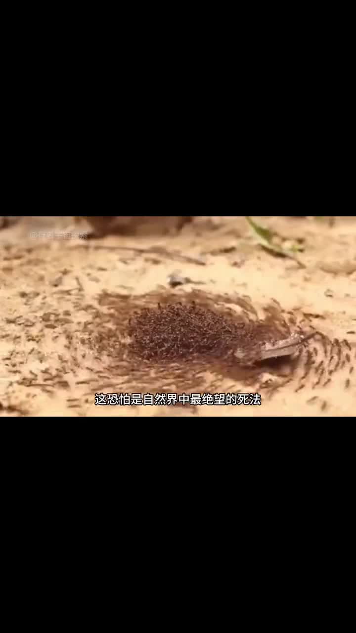 蚂蚁的死亡螺旋究竟有多恐怖