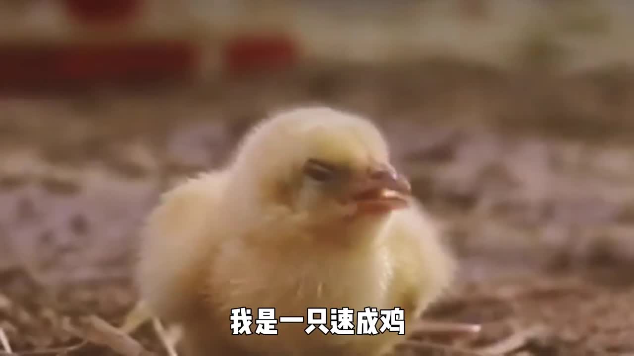 速成鸡30天饲全过程短暂又悲惨的一生