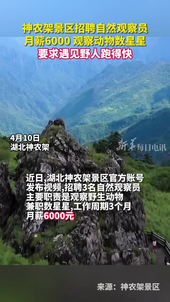神农架景区招聘自然观察员月薪6000工作内容是看大熊猫撸金丝猴顺便数星星要求遇见野人跑得快