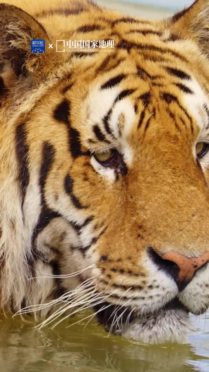 今天是世界老虎日一起爱老虎哟