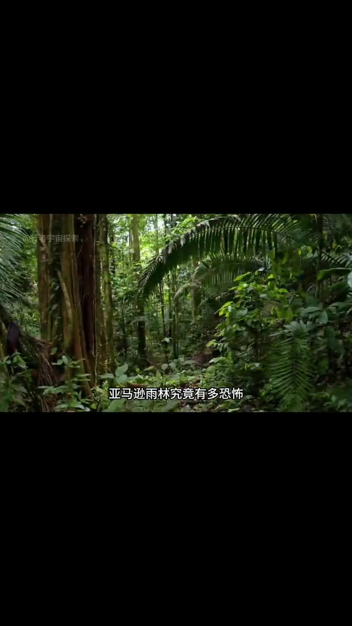 被誉为地球之肺的亚马逊雨林它的深处究竟有多恐怖