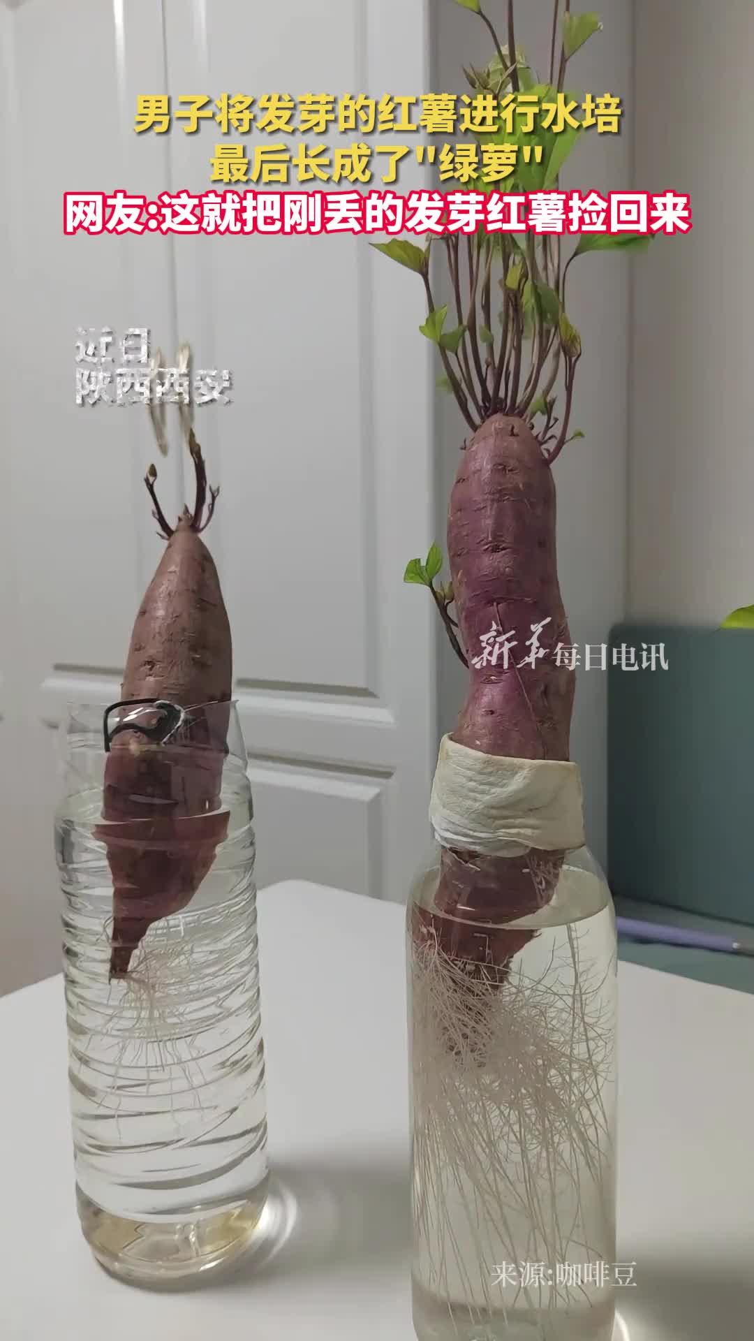 男子将发芽的红薯进行水培最后长成了绿萝网友这就把刚丢的发芽红薯捡回来