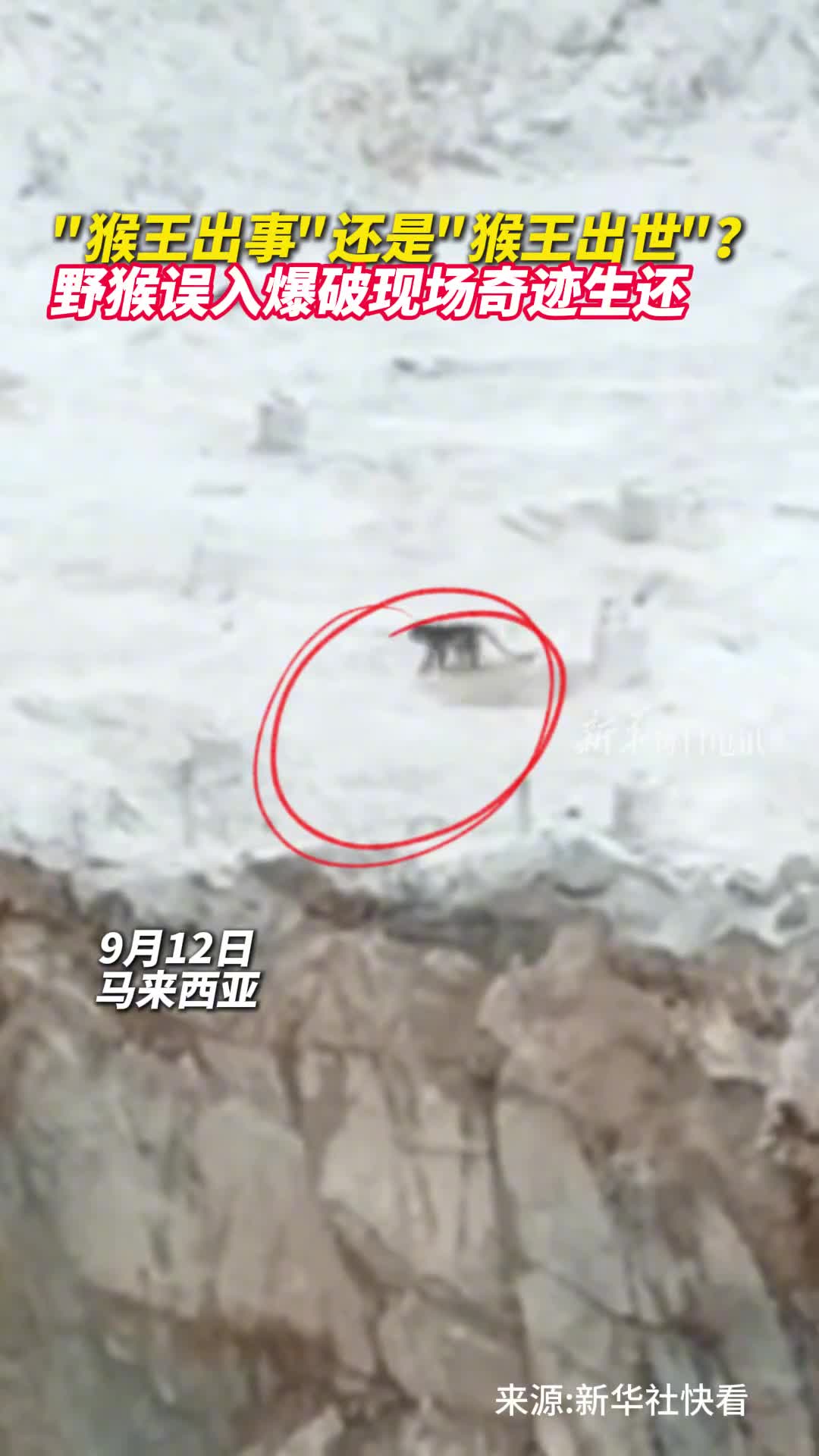 猴王出事还是猴王出世野猴误入爆破现场奇迹生还