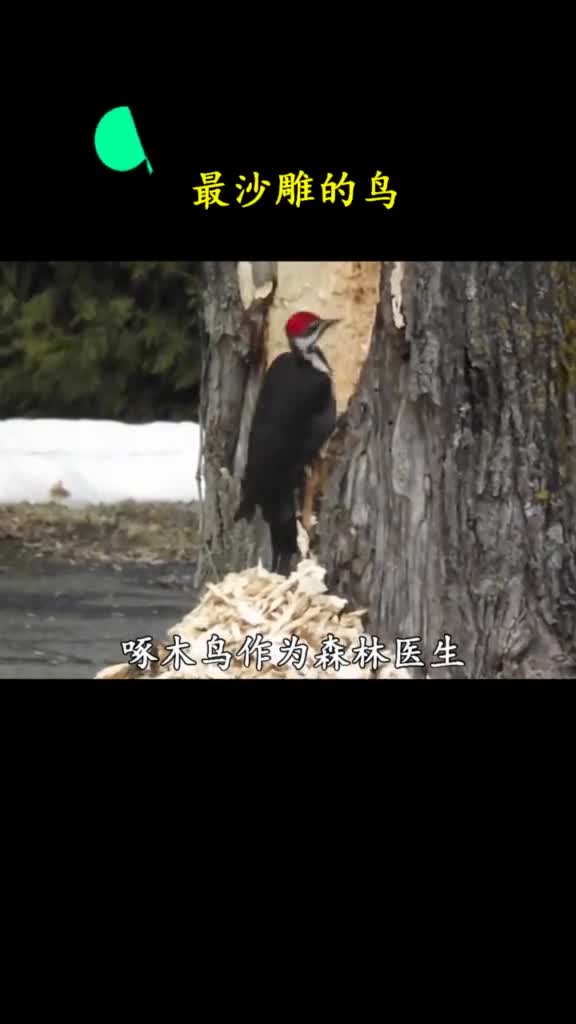 树的内心很慌虫子没吃到树皮快剥完了