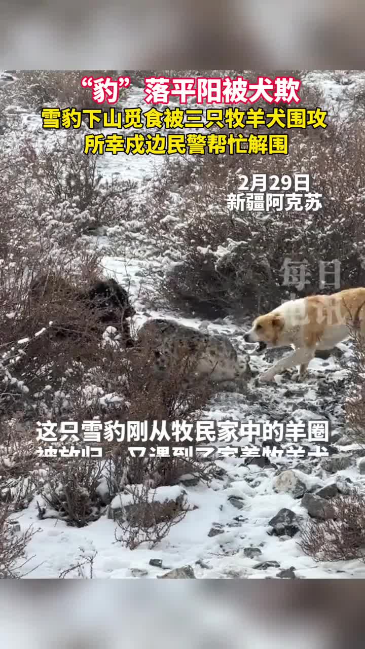 豹落平阳被犬欺雪豹下山觅食被三只牧羊犬围攻戍边民警帮忙解围