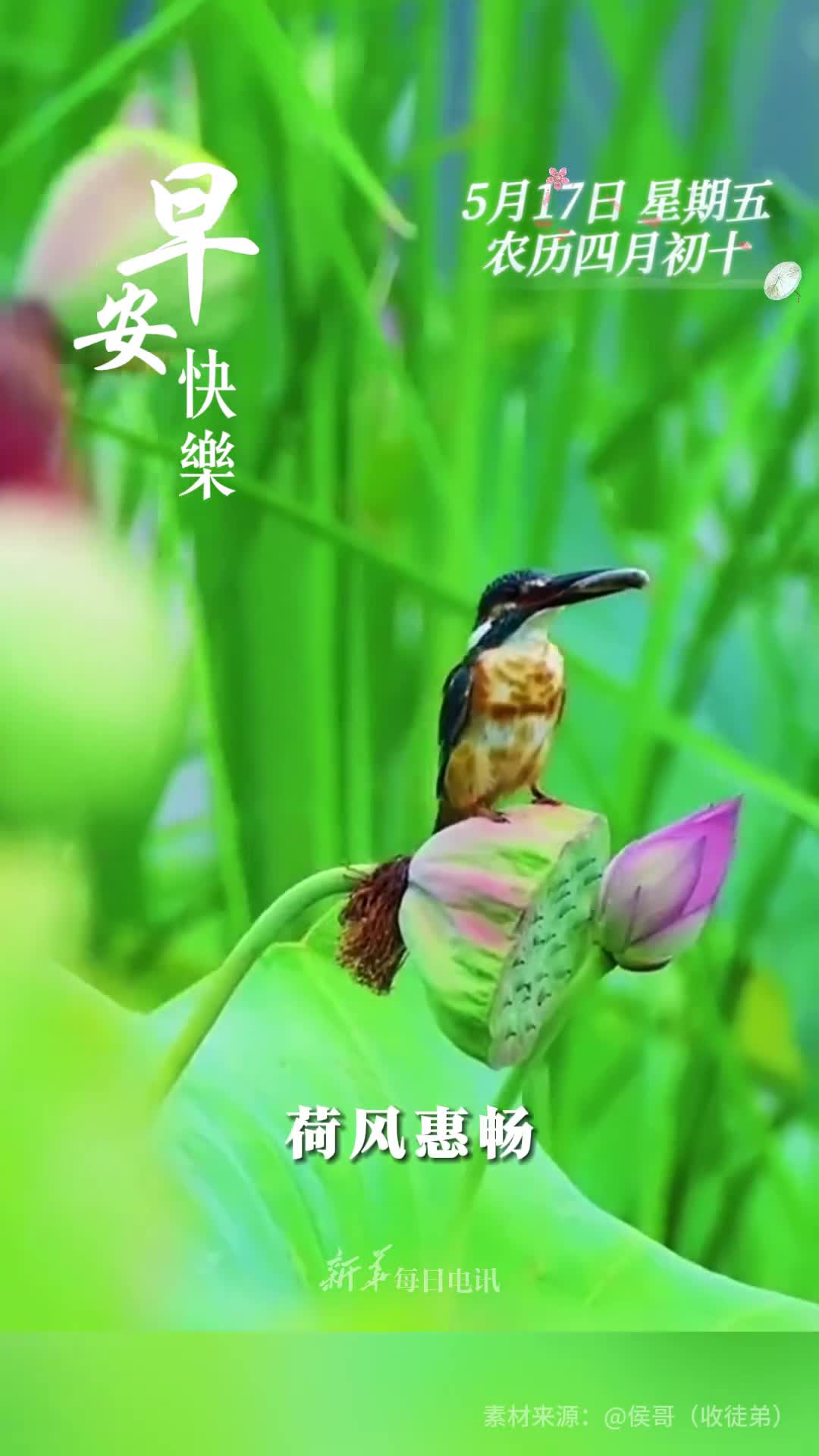 荷风惠畅翠鸟报喜新的一天祝您阖家欢乐吉祥如意早安