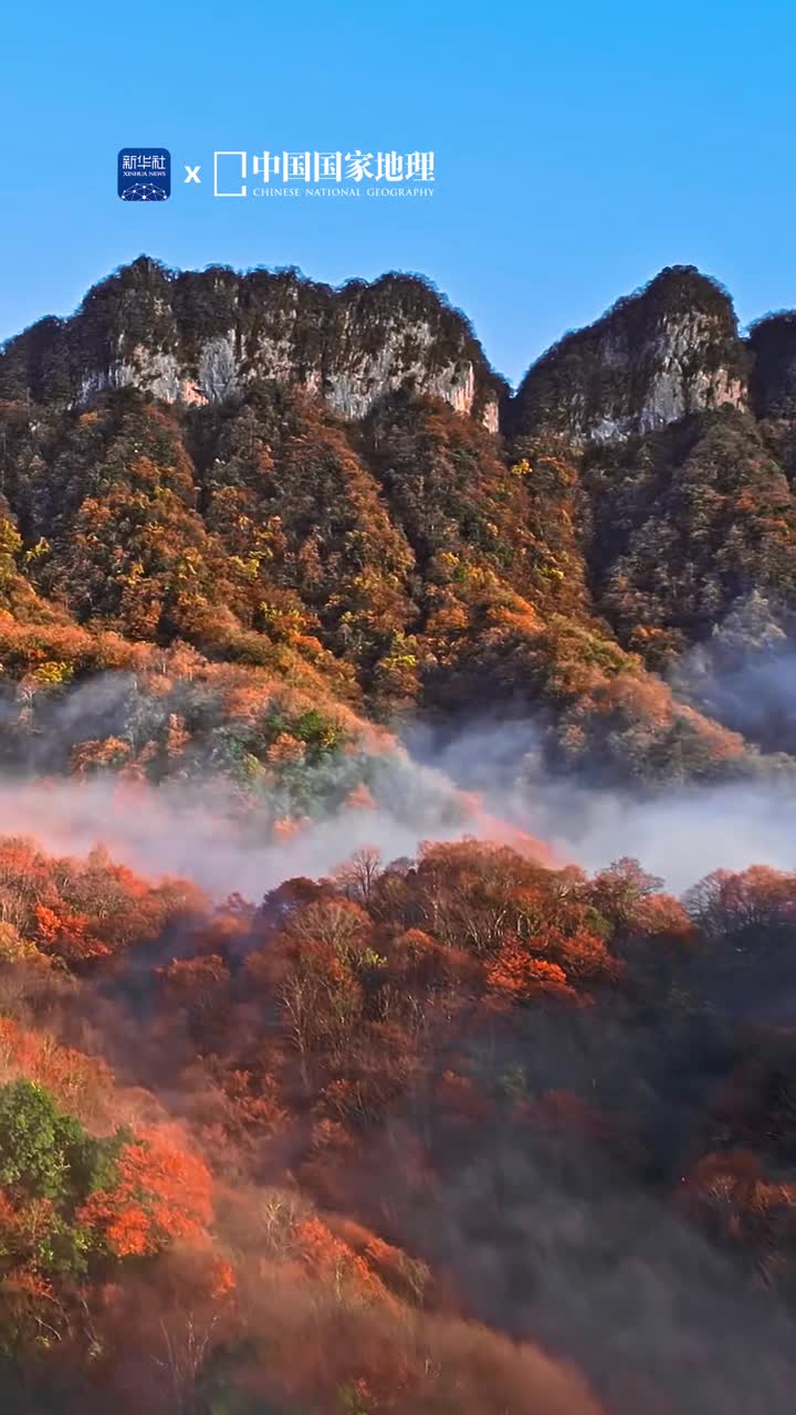 四川的红叶来了近期在四川巴中的光雾山红叶已经进入最佳观赏期了万顷红叶如华丽织锦铺陈到天际各种深潭瀑布好似散落山间的琉璃翡翠