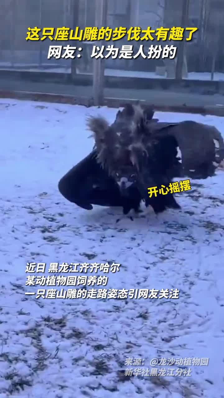 这只座山雕的步伐太有趣了网友以为是人扮的