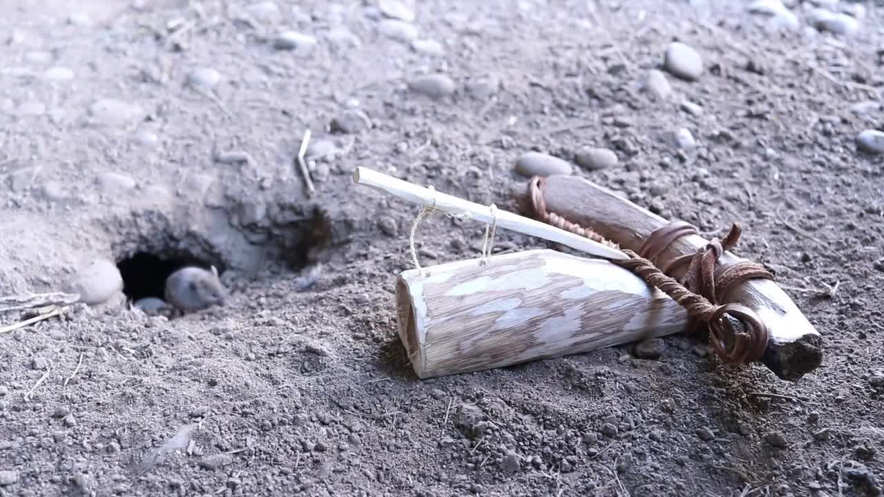 好原始的捕鼠装置老鼠虽然很聪明最后还是中招了