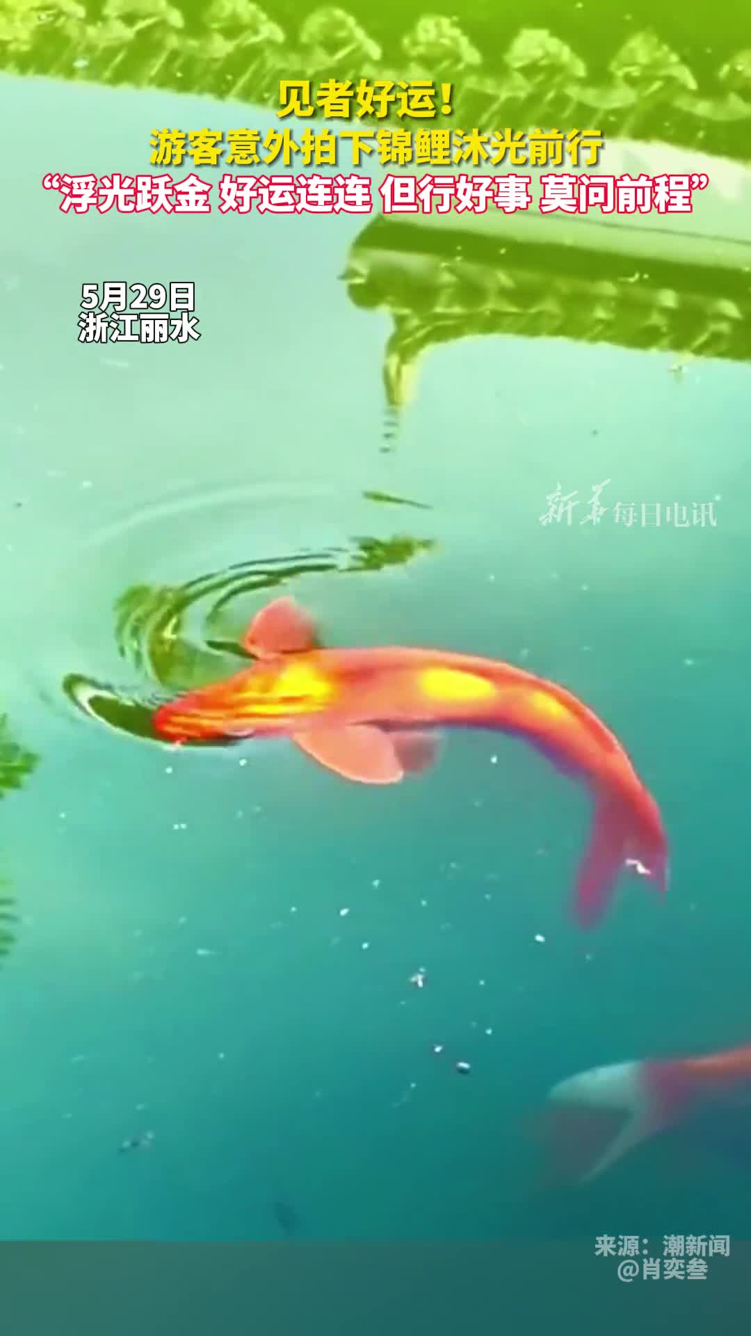 见者好运游客意外拍下锦鲤沐光前行浮光跃金好运连连但行好事莫问前程