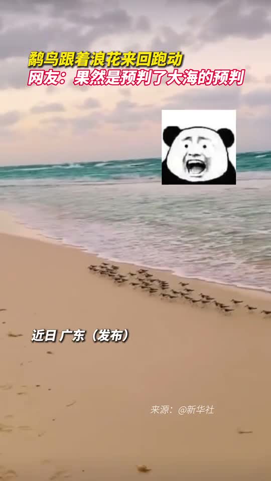 鹬鸟跟着浪花来回跑动网友果然是预判了大海的预判
