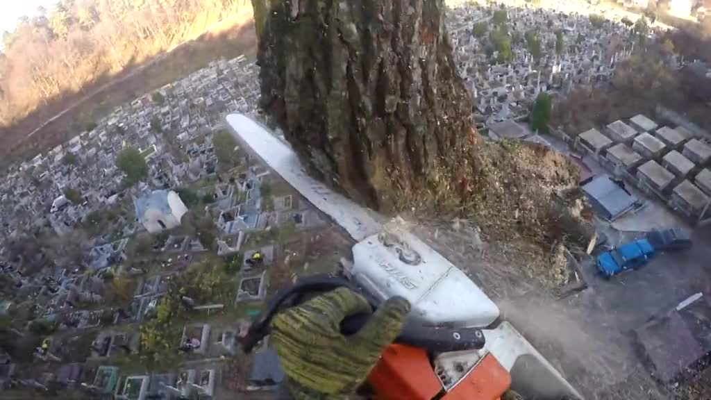 这样砍树看得我腿软