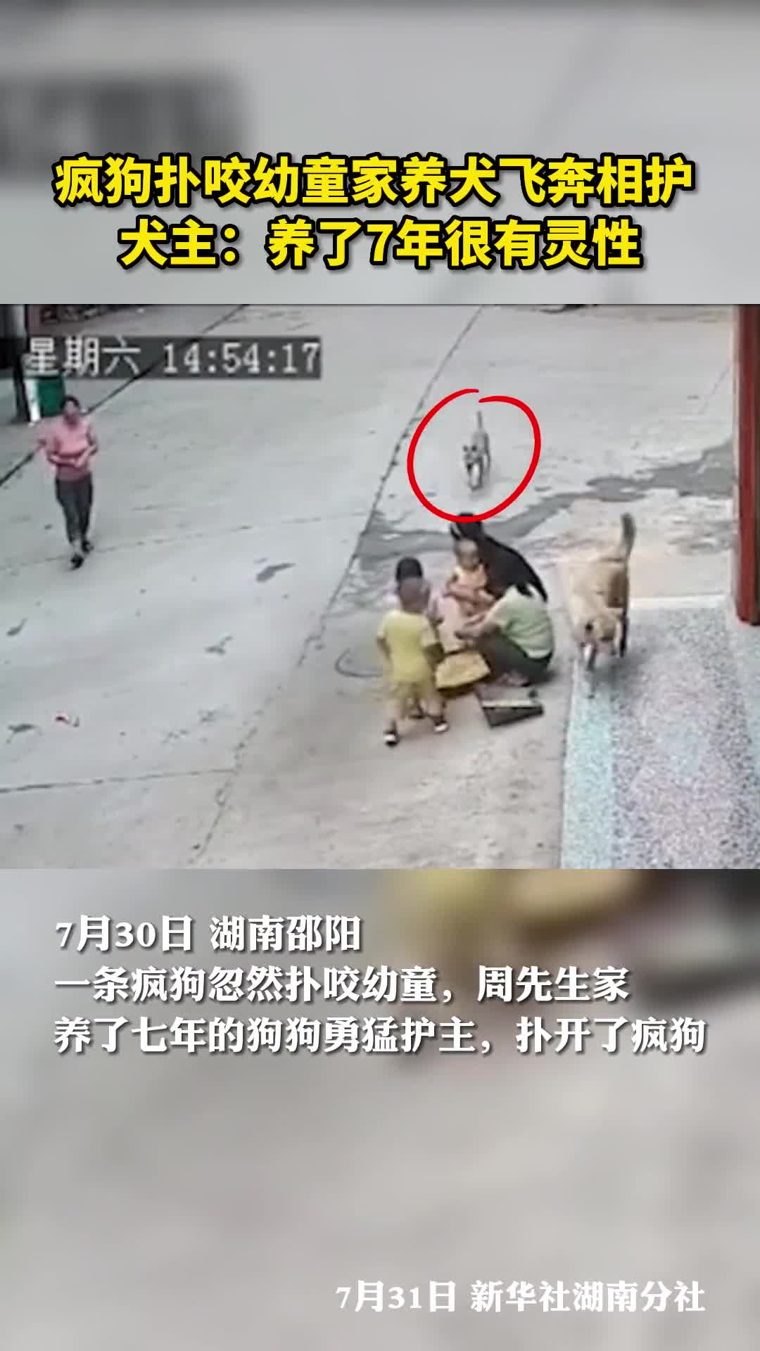 疯狗扑咬幼童家养犬飞奔相护犬主养了7年很有灵性