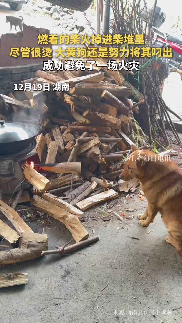 燃着的柴火掉进柴堆里尽管很烫大黄狗还是努力将其叼出成功避免了一场火灾