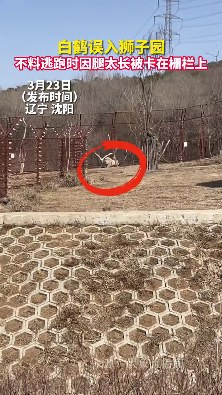 白鹤误入狮子园不料逃跑时因腿太长被卡在栅栏上