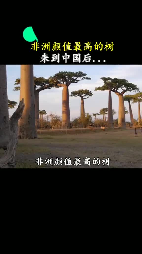 要是都种这样的树就不怕森林大火了