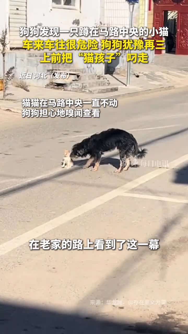 狗狗发现一只蹲在马路中央的小猫车来车往很危险狗狗犹豫再三上前把猫孩子叼走