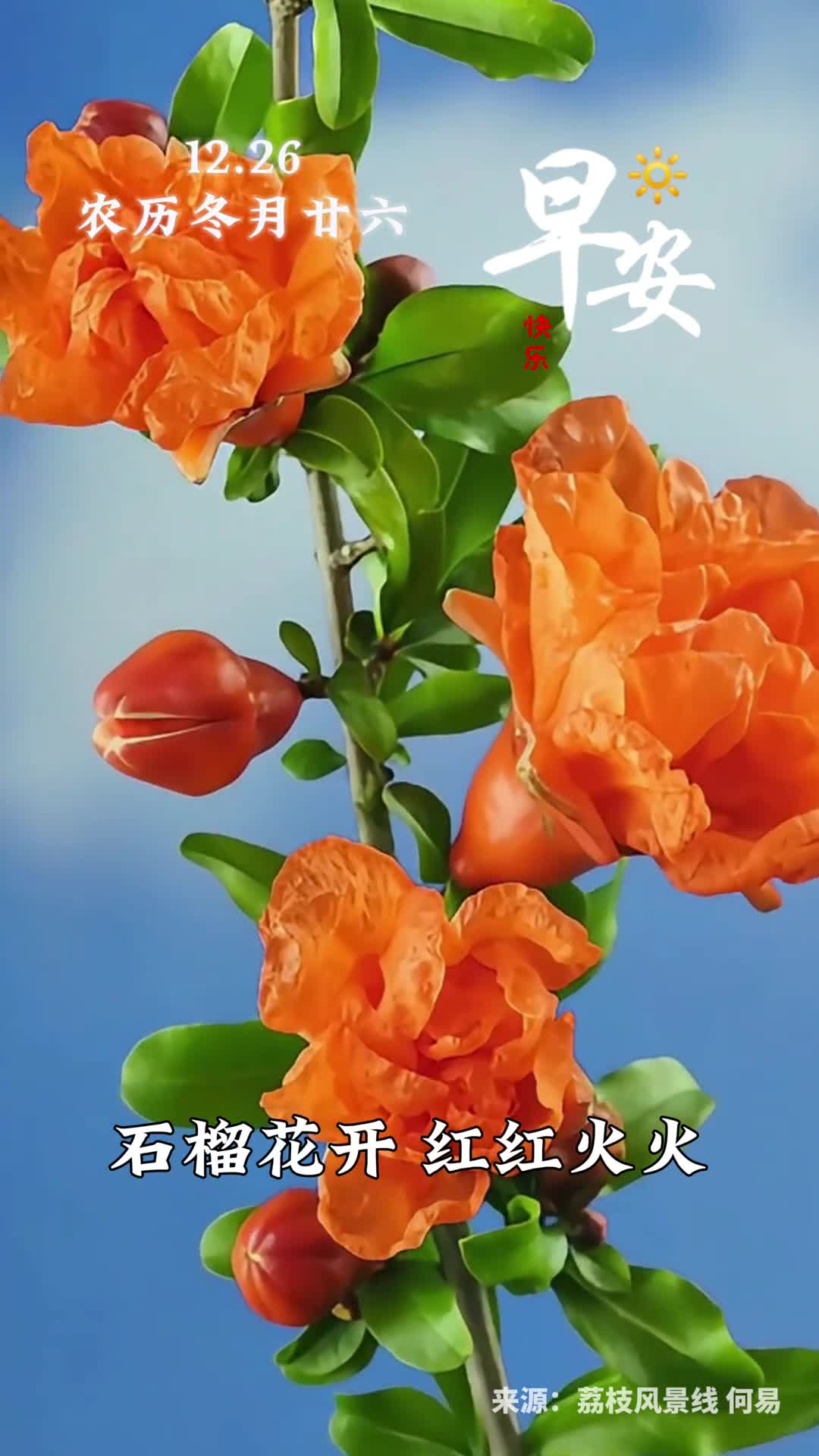 石榴花开红红火火新的一天祝福您和家人十全十美六六大顺