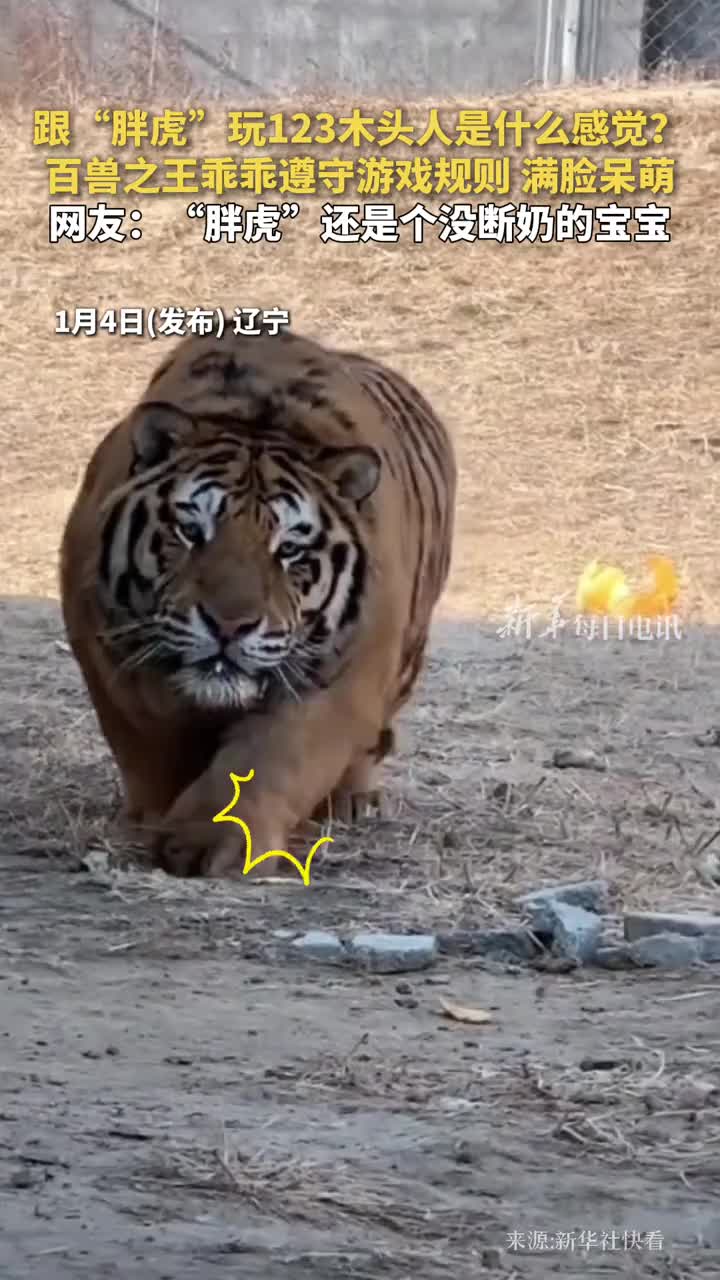 跟胖虎玩123木头人是什么感觉百兽之王乖乖遵守游戏规则满脸呆萌网友胖虎还是个没断奶的宝宝