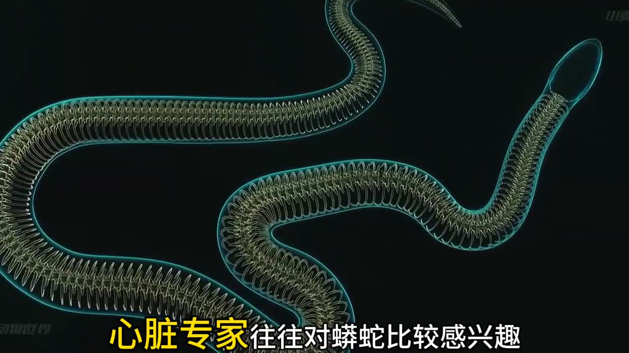 蟒蛇心脏独一无二
