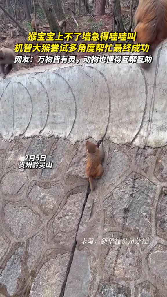 猴宝宝上不了墙急得哇哇叫机智大猴尝试多角度帮忙最终成功网友万物皆有灵动物也懂得互帮互助