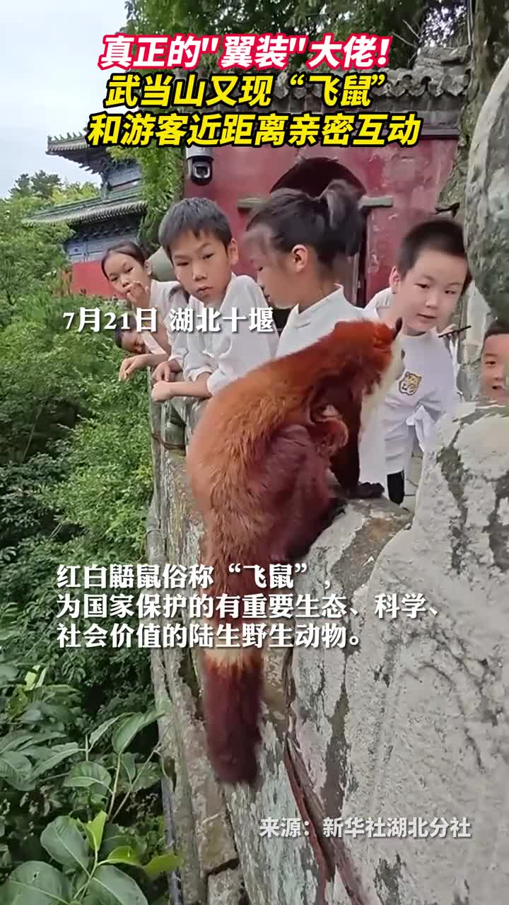 真正的翼装大佬武当山又现飞鼠和游客近距离亲密互动