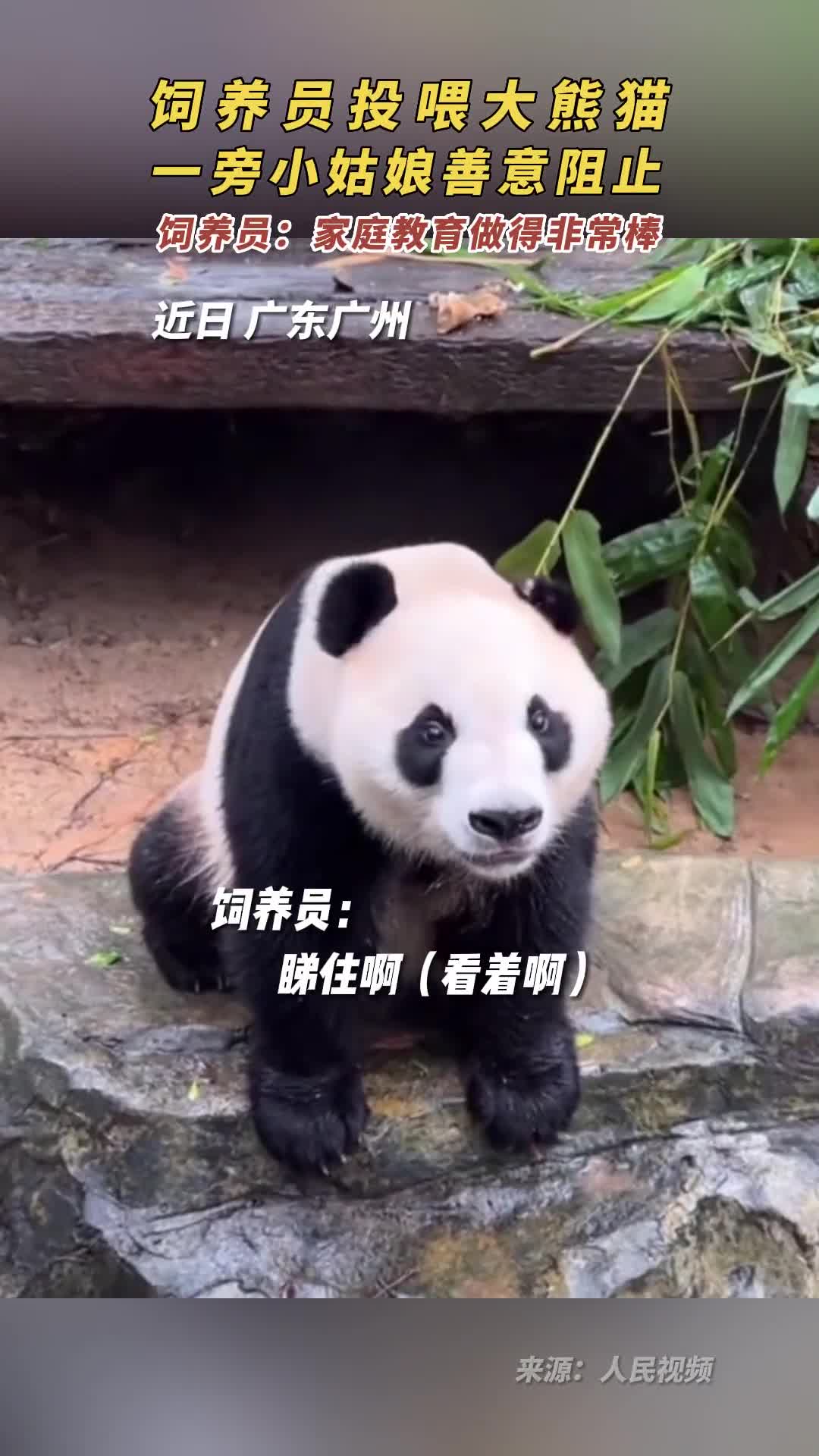 饲养员投喂大熊猫一旁小姑娘善意阻止饲养员家庭教育做得非常棒
