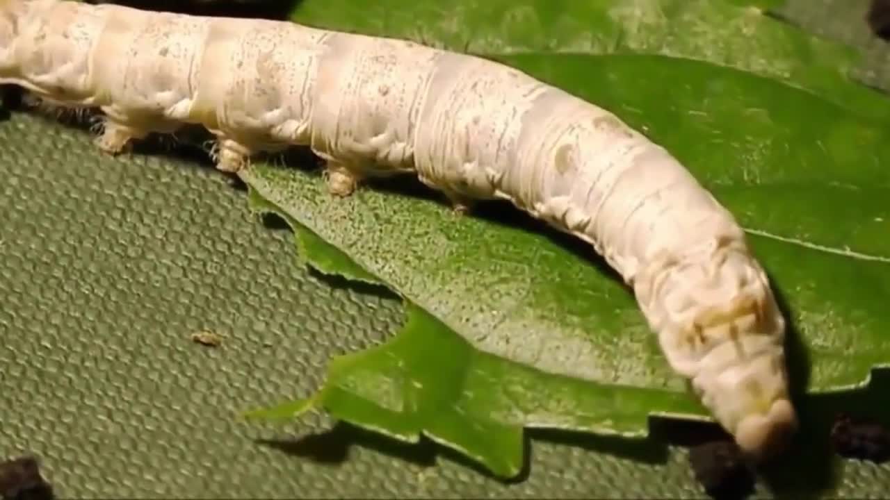 吐丝结茧蚕宝宝的使命算是完成了抖音小助手