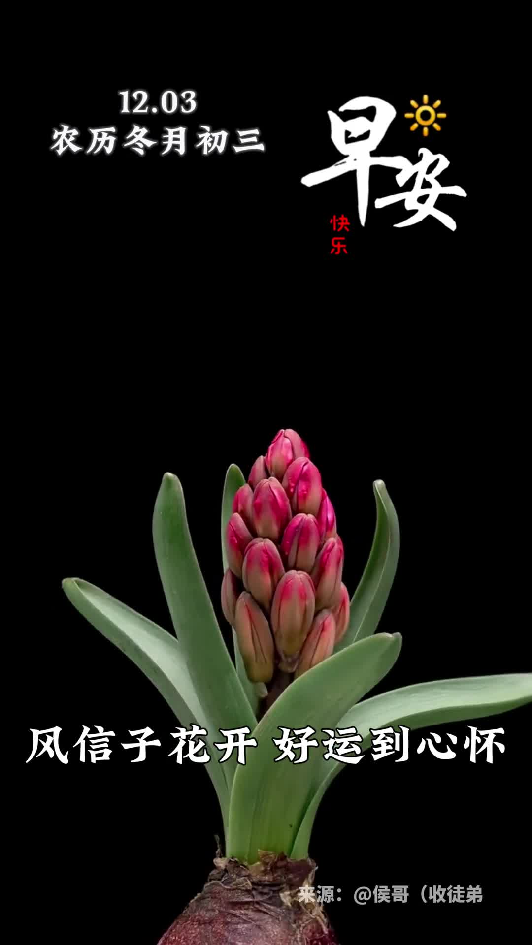 风信子花开好运到心怀新的一天愿您健康长寿步步高升早安