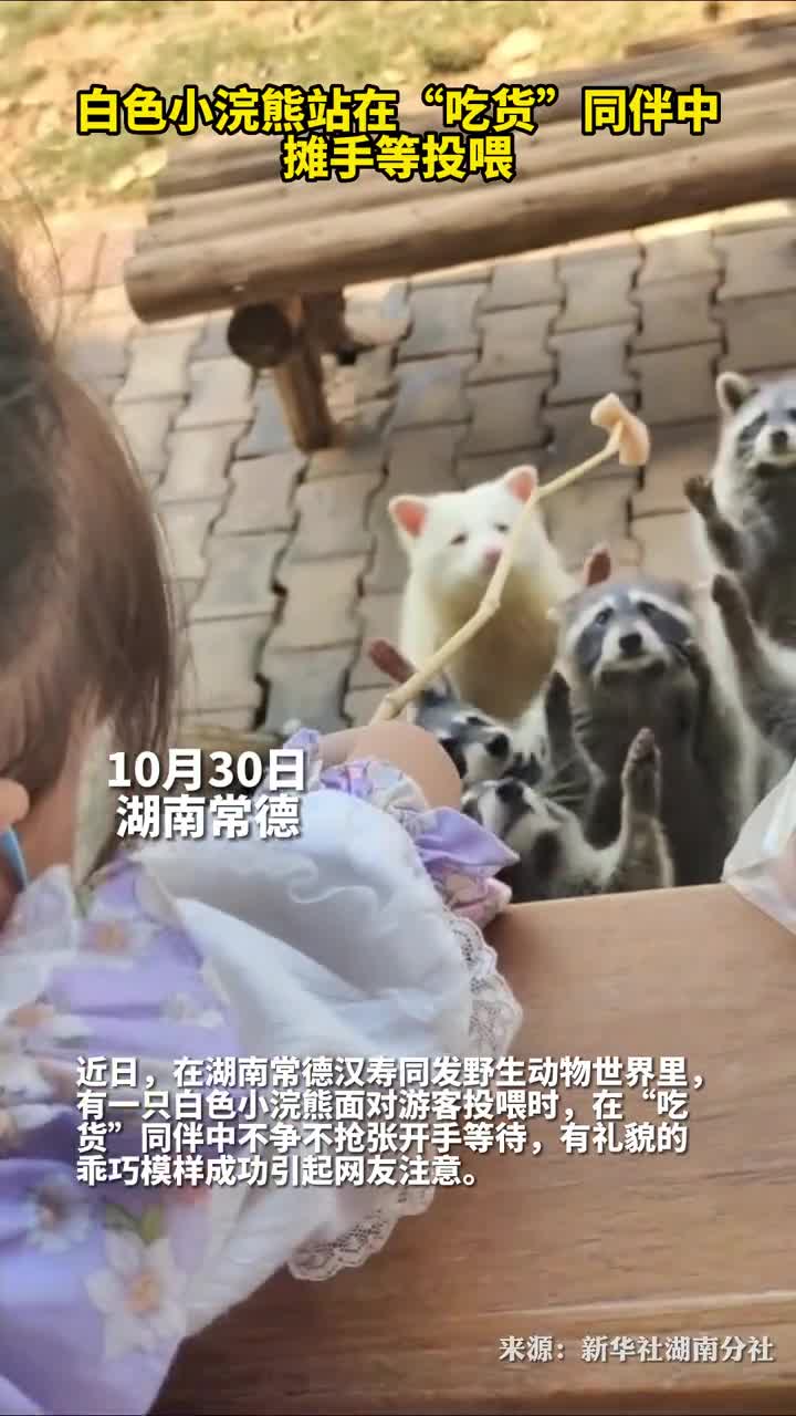 白色小浣熊站在吃货同伴中摊手等投喂
