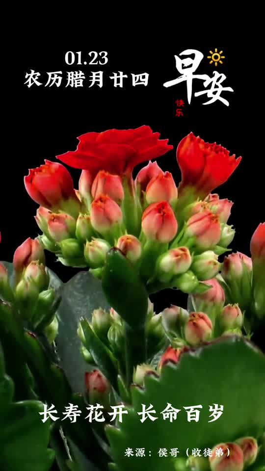 长寿花开长命百岁农历腊月廿四愿您四季平安喜乐长宁