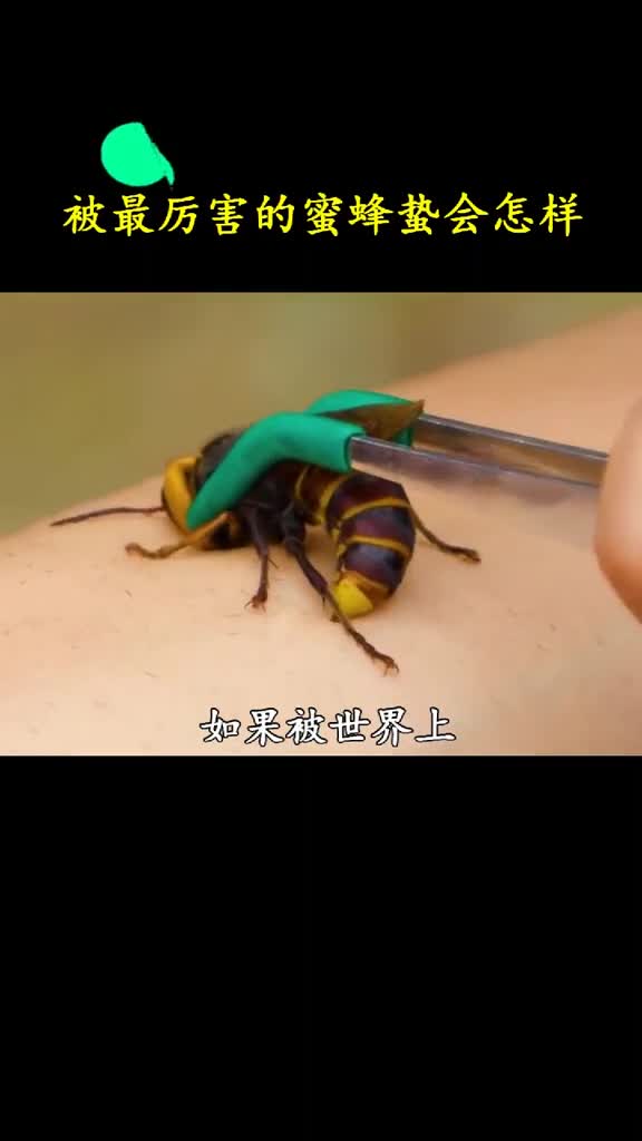 当你被世界上最厉害的蜜蜂蛰一下会怎样