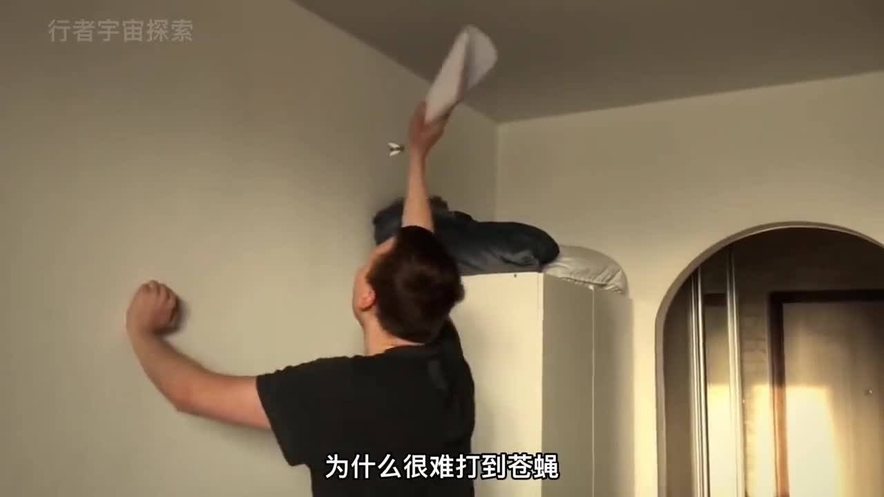 为什么你很难打到苍蝇小小的苍蝇到底隐藏着什么秘密