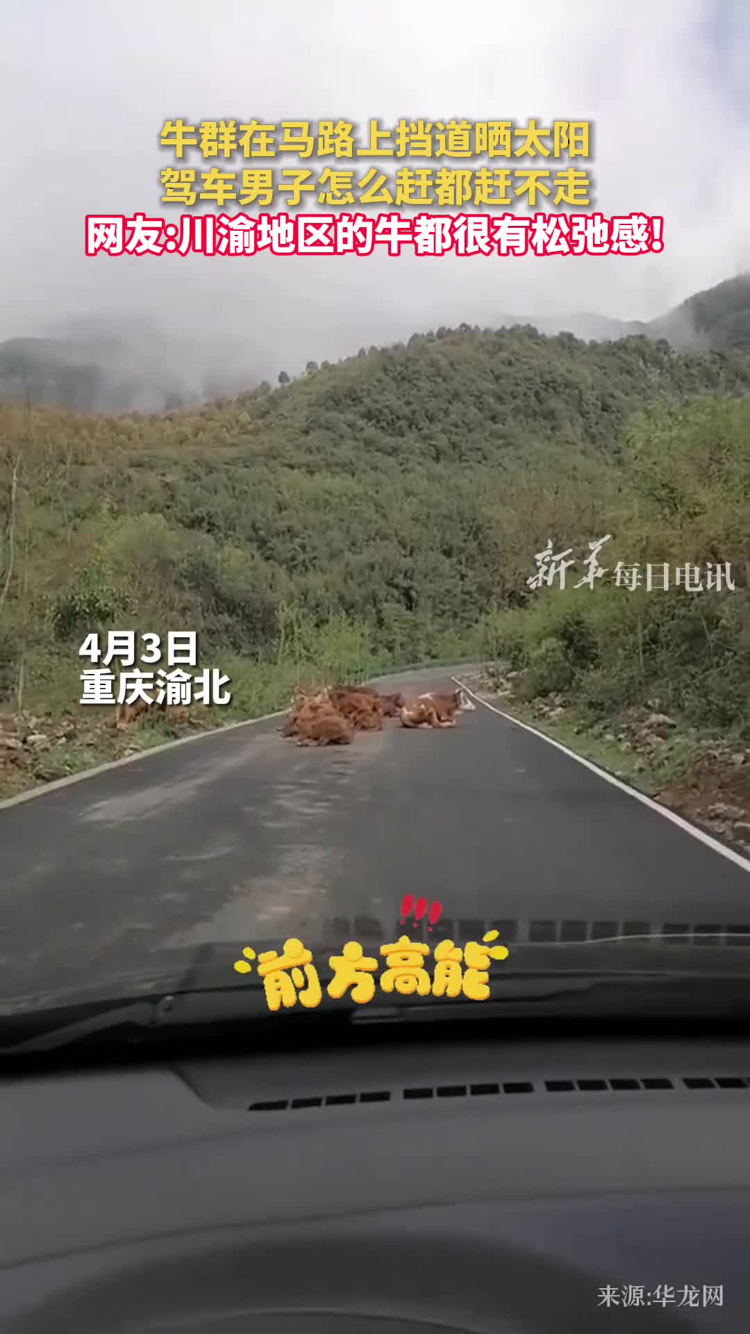牛群在马路上挡道晒太阳驾车男子怎么赶都赶不走网友川渝地区的牛都很有松弛感