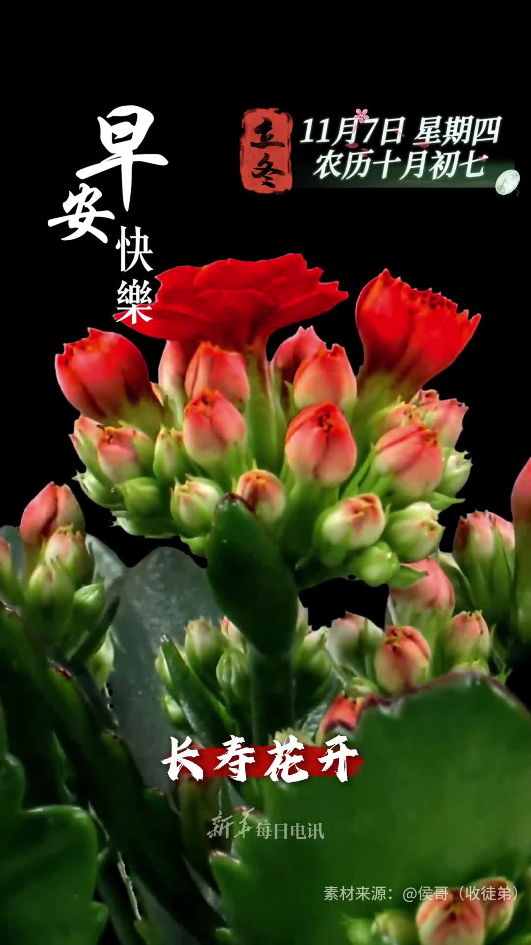 长寿花开喜气盈怀今日立冬福暖心间祝您和家人身康体泰好运连年早安