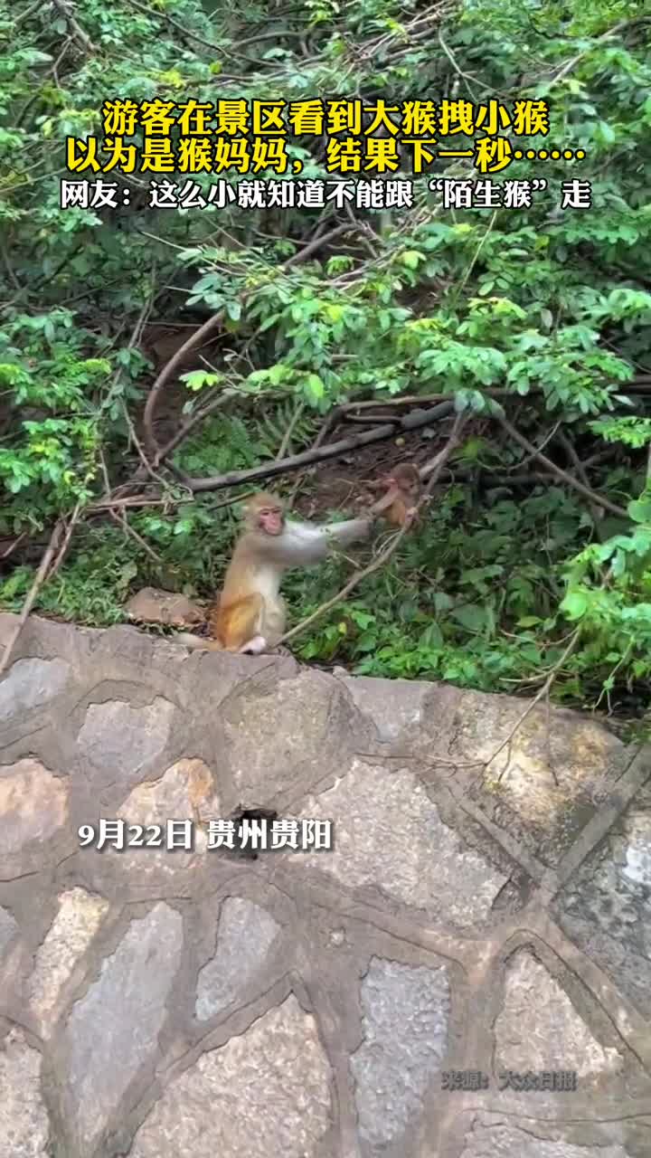 游客在景区看到大猴拽小猴以为是猴妈妈结果下一秒
